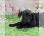 Small #5 Catahoula Leopard Dog