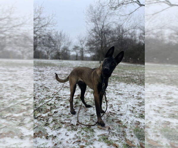 Medium Photo #1 Mutt Puppy For Sale in Imlay City, MI, USA