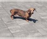 Small #3 Dachshund