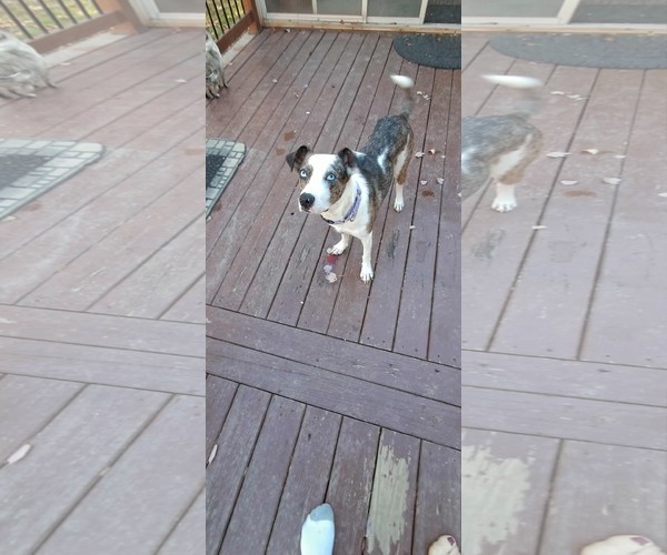 Medium Photo #2 Catahoula Leopard Dog-Unknown Mix Puppy For Sale in pomfret, CT, USA