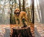 Small Photo #4 Bloodhound Puppy For Sale in Sanderson, FL, USA