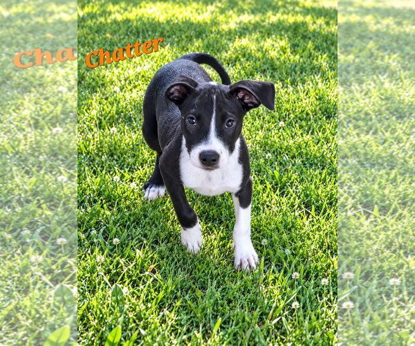 Medium Photo #2 Borador Puppy For Sale in Southbury, CT, USA