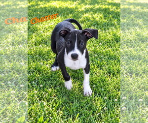 Chatter - Female Borador Dog for Adoption - Photo #2