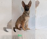 Puppy Puppy 3 German Shepherd Dog