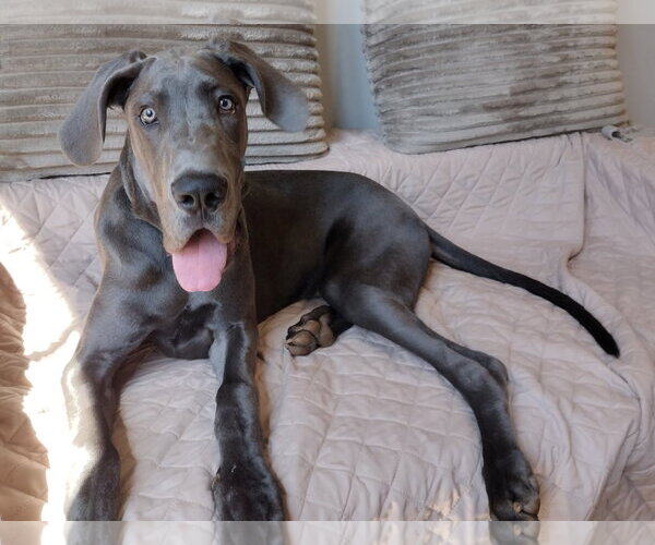 Medium Photo #1 Great Dane Puppy For Sale in Huntersville, NC, USA