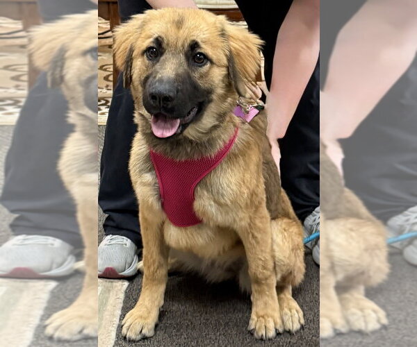 Medium Photo #1 Great Pyrenees-Unknown Mix Puppy For Sale in Mundelein, IL, USA