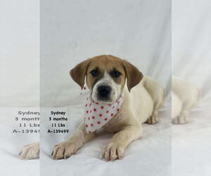 German Shepherd Dog-Unknown Mix Dogs for adoption in Saegertown , PA, USA