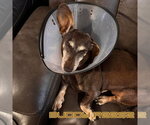 Small #8 Dachshund