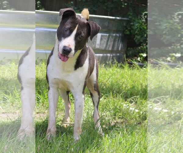 Medium Photo #1 Mutt Puppy For Sale in Jackson, MS, USA