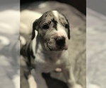 Small Photo #1 Great Dane Puppy For Sale in ANAHEIM, CA, USA
