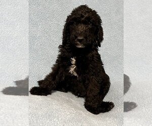 Double Doodle Puppy for sale in MATTHEWS, NC, USA