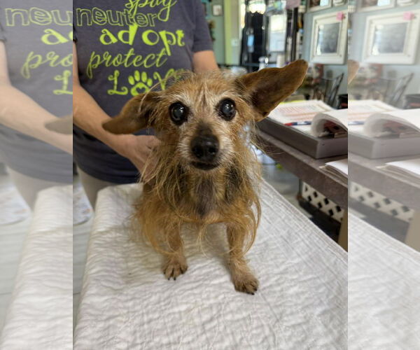 Medium Photo #1 Chiweenie Puppy For Sale in Benton, LA, USA