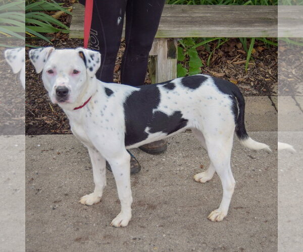 Medium Photo #2 American Staffordshire Terrier-Boxer Mix Puppy For Sale in Huntley, IL, USA