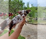 Small Photo #7 Chihuahua Puppy For Sale in CANYON LAKE, TX, USA