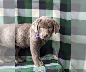 Labrador Retriever Puppy for sale in NOTTINGHAM, PA, USA