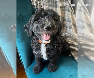 Sheepadoodle Puppy for sale in DUNCAN, OK, USA