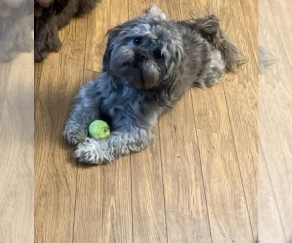 Medium Photo #1 Shih-Poo Puppy For Sale in SOUTH HAVEN, MI, USA