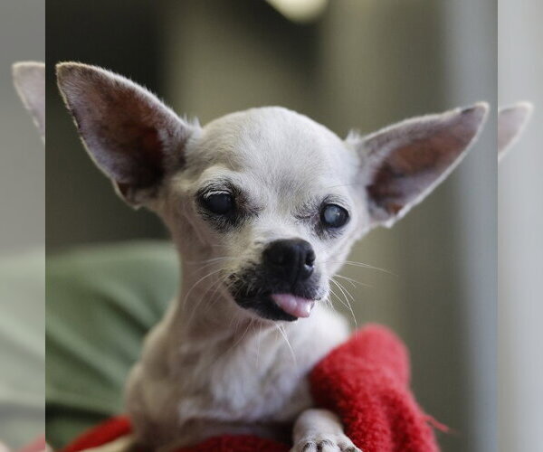 Medium Photo #1 Chihuahua-Unknown Mix Puppy For Sale in San Antonio, TX, USA