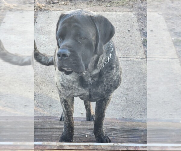 Medium Photo #1 Mastiff Puppy For Sale in HOLYOKE, MA, USA