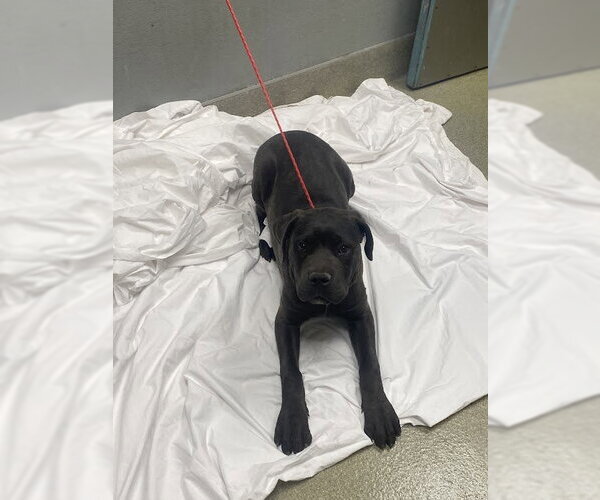 Medium Photo #1 Mutt Puppy For Sale in Las Vegas, NV, USA