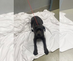 Mutt Dogs for adoption in Las Vegas, NV, USA