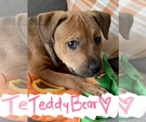 Teddy Bear - Female Mutt Dog for Adoption