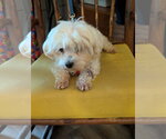 Small Photo #4 Maltese Puppy For Sale in St. Louis Park, MN, USA