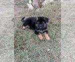 Small #1 German Shepherd Dog
