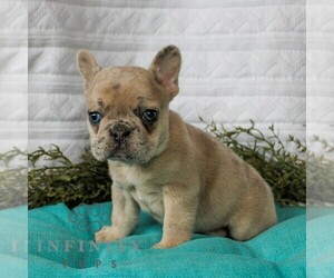 French Bulldog Puppy for sale in LITITZ, PA, USA