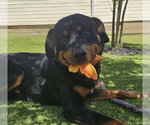 Small #3 Rottweiler