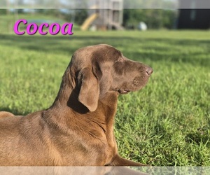 Mother of the Labrador Retriever puppies born on 04/05/2025