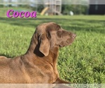 Small Photo #1 Labrador Retriever Puppy For Sale in EDGEWOOD, TX, USA