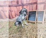 Small #9 Catahoula Leopard Dog