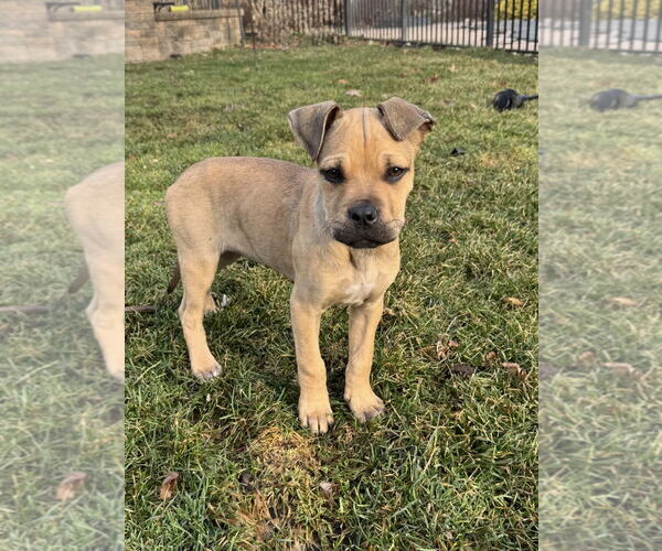 Medium Photo #3 Boxer-Unknown Mix Puppy For Sale in Tarrytown, GA, USA