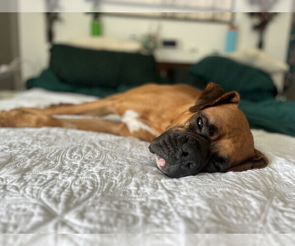 Medium Photo #3 Boxer Puppy For Sale in Austin, TX, USA