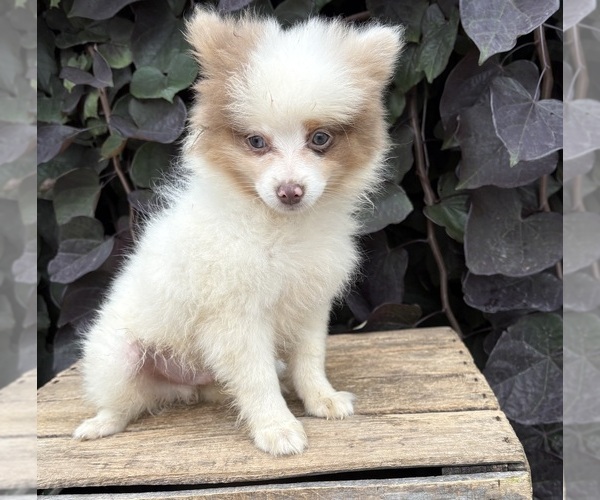 Medium Photo #3 Pomeranian Puppy For Sale in MIDDLEBURY, IN, USA