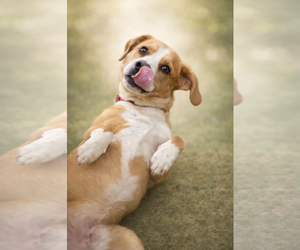 Beagle-Collie Mix Dogs for adoption in Rustburg, VA, USA