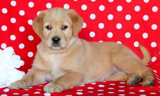 Golden Labrador Puppy for sale in MOUNT JOY, PA, USA