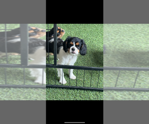 Cavalier King Charles Spaniel Puppy for sale in NILES, MI, USA