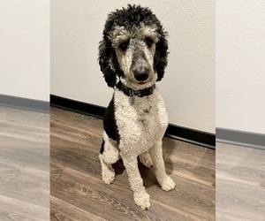 Father of the Bernedoodle-Poodle (Standard) Mix puppies born on 06/23/2025