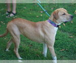 Small #9 Mastiff-Redbone Coonhound Mix