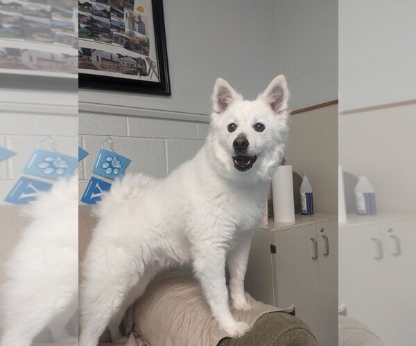 Medium Photo #6 Pomeranian-Unknown Mix Puppy For Sale in Muskegon, MI, USA