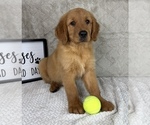 Small #1 Golden Retriever
