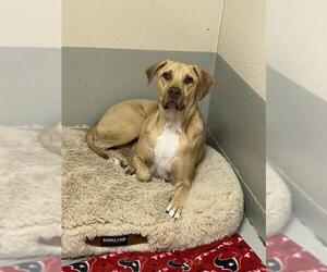American Pit Bull Terrier-Labrador Retriever Mix Dogs for adoption in Sugar Land, TX, USA