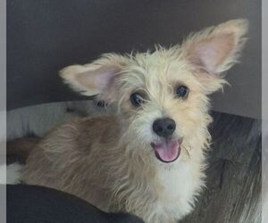 Cairn Terrier-Unknown Mix Dogs for adoption in Carrollton, TX, USA