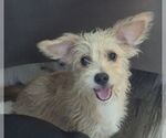 Small Cairn Terrier Mix
