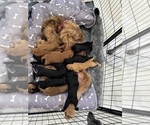 Small #1 Doodle-Goldendoodle Mix