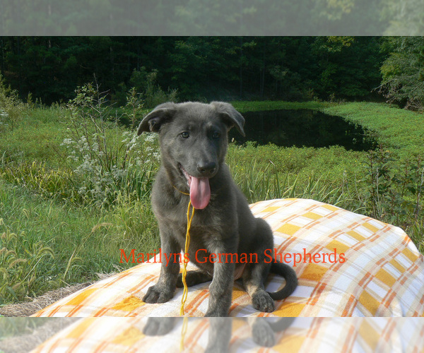 Medium Photo #5 German Shepherd Dog Puppy For Sale in PIEDMONT, MO, USA