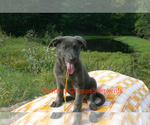 Small #4 German Shepherd Dog
