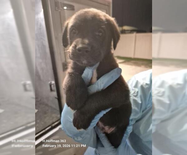 Medium Photo #1 Doberman Pinscher-Unknown Mix Puppy For Sale in San Antonio, TX, USA